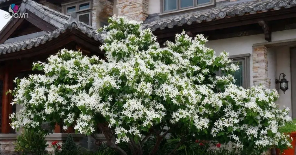 Dlaczego doświadczeni ogrodnicy sadzą murrayę przy oknach sypialni