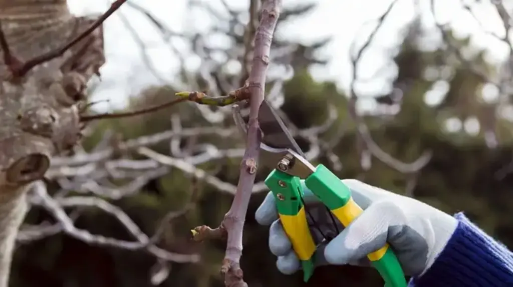 Dlaczego doświadczeni ogrodnicy nie wyjmują sekatorów w marcu