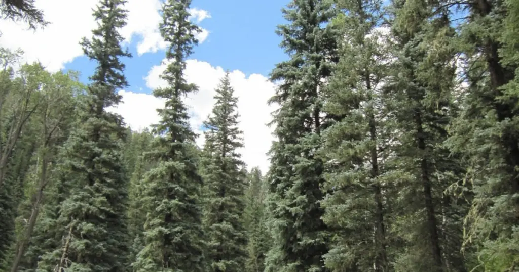 Dlaczego doświadczeni ogrodnicy nigdy nie sadzą tych 6 drzew na własnym podwórku