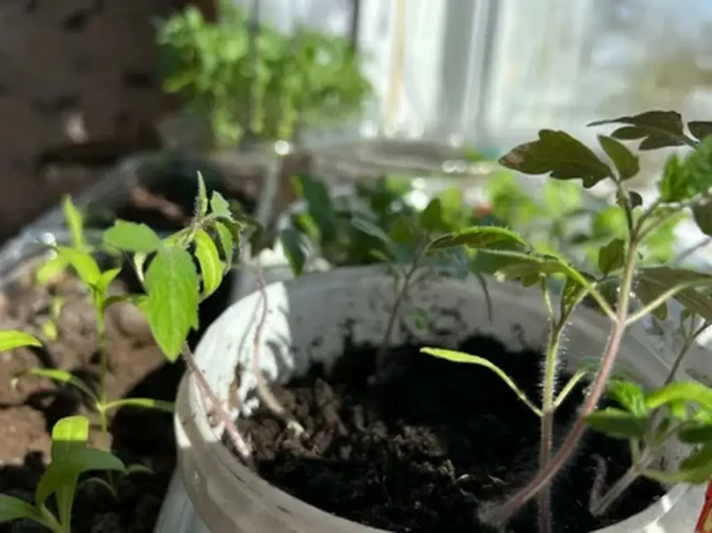 Dlaczego doświadczeni ogrodnicy czekają z siewem pomidorów do kwietnia