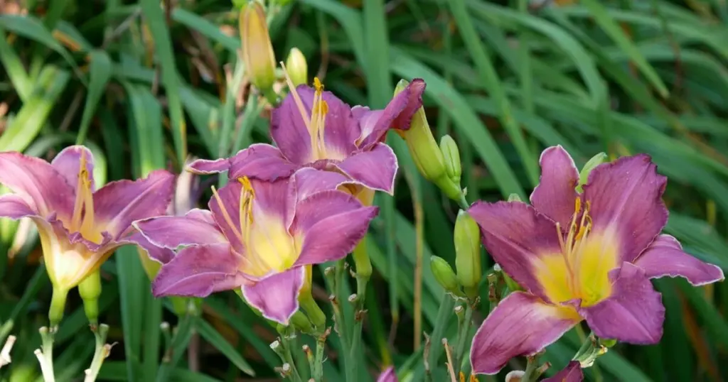Dlaczego doświadczeni ogrodnicy wybierają te 7 roślin, których prawie nie trzeba podlewać