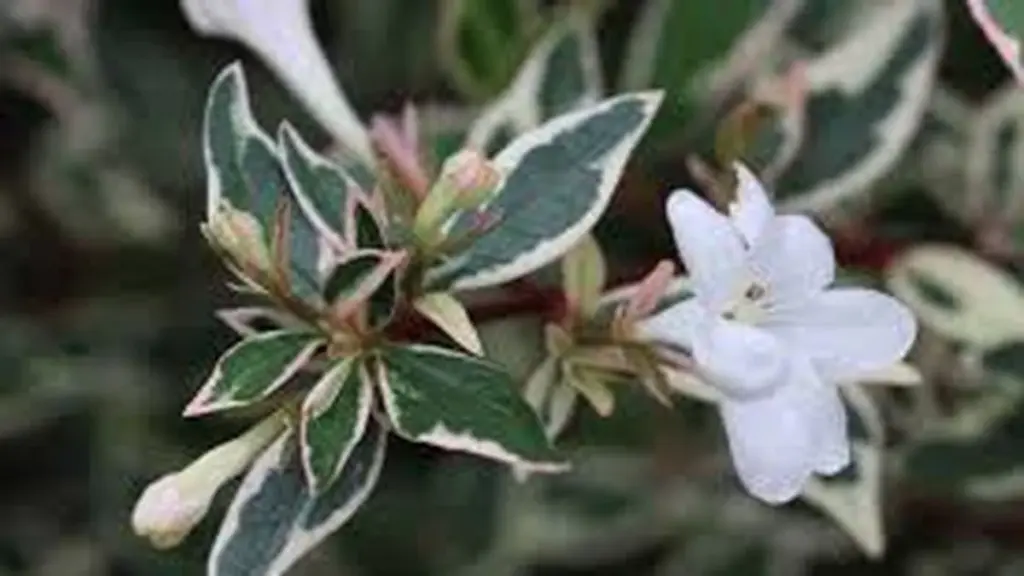 Dlaczego doświadczeni ogrodnicy sadzą goździki punktowe zamiast tradycyjnych bratków