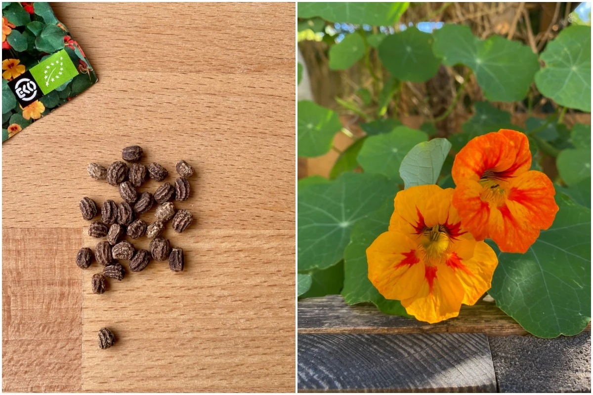 Dlaczego doświadczeni ogrodnicy sadzą te 10 roślin już w marcu - image 1