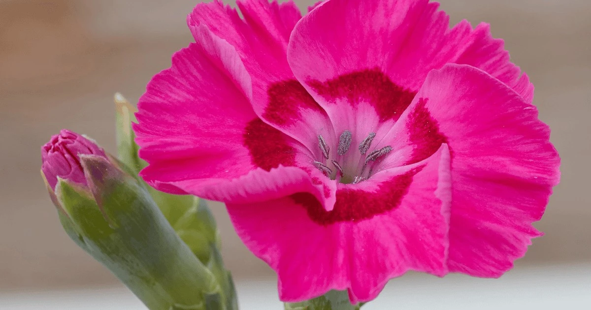 Dlaczego doświadczeni ogrodnicy wybierają ten różowy kwiat do donic i na obwódki - image 1