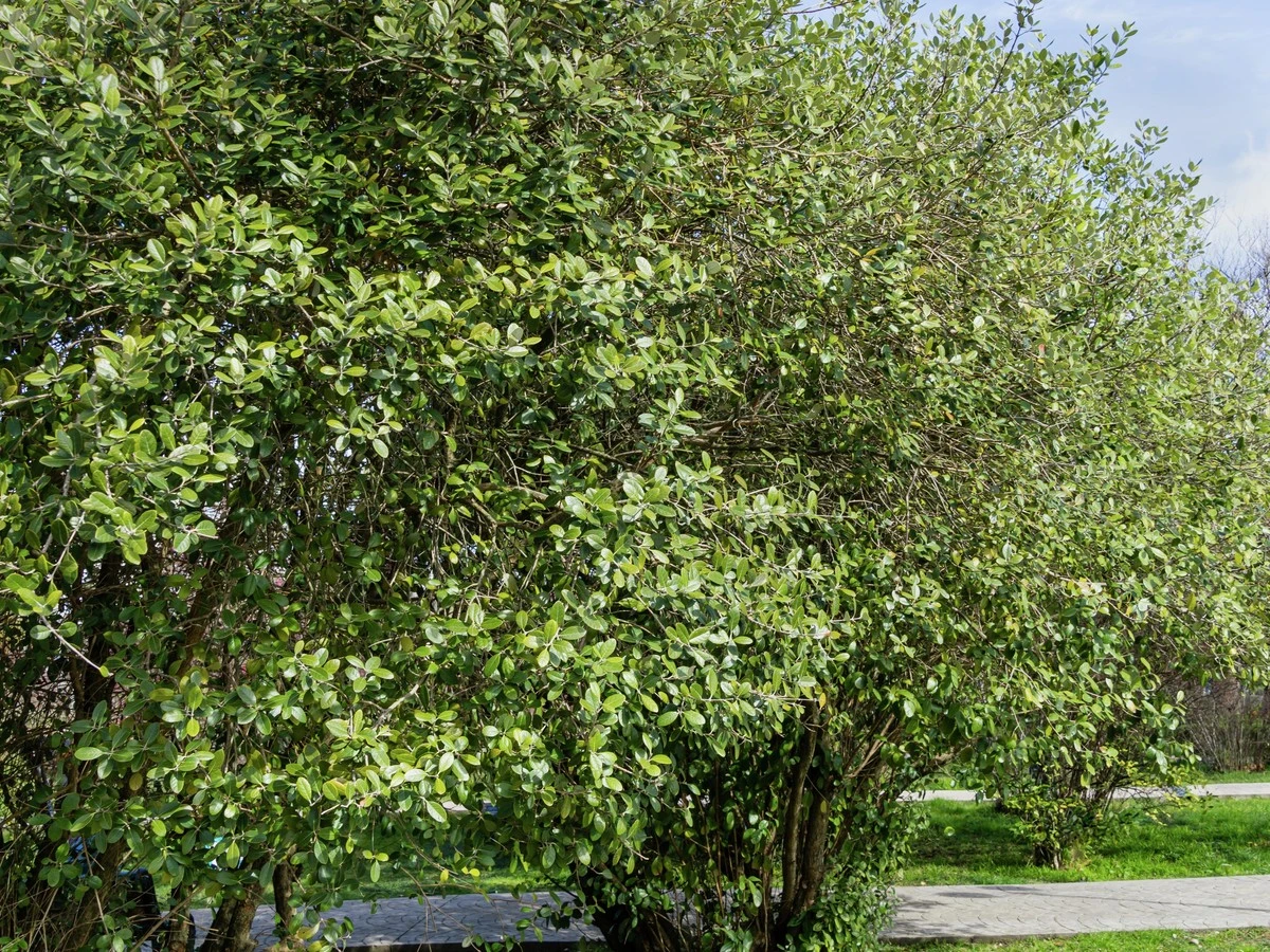 Dlaczego doświadczeni ogrodnicy sadzą feijoę na małych balkonach - image 1