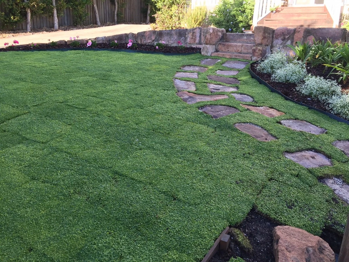 Dlaczego doświadczeni ogrodnicy sadzą dichondrę zamiast trawy przed zimą - image 1