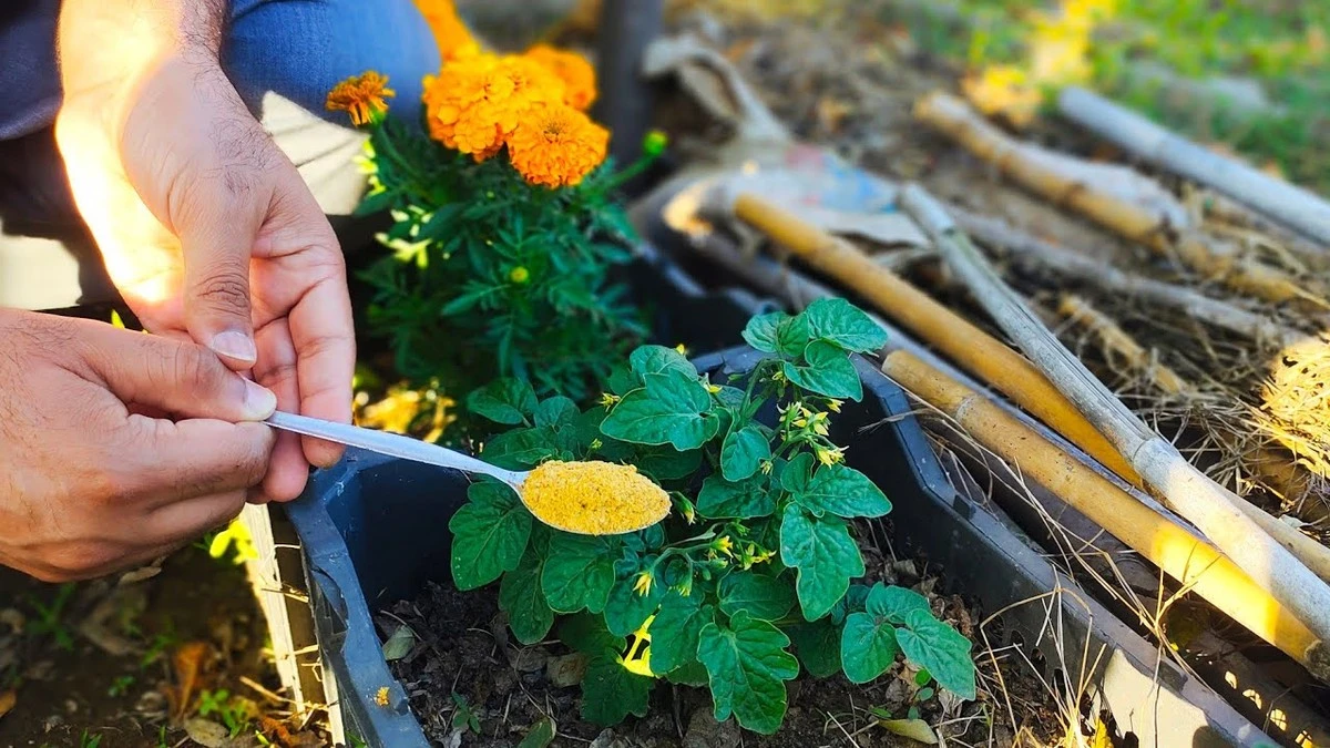 Dlaczego doświadczeni ogrodnicy rozkładają skórki pomarańczy pod roślinami - image 1