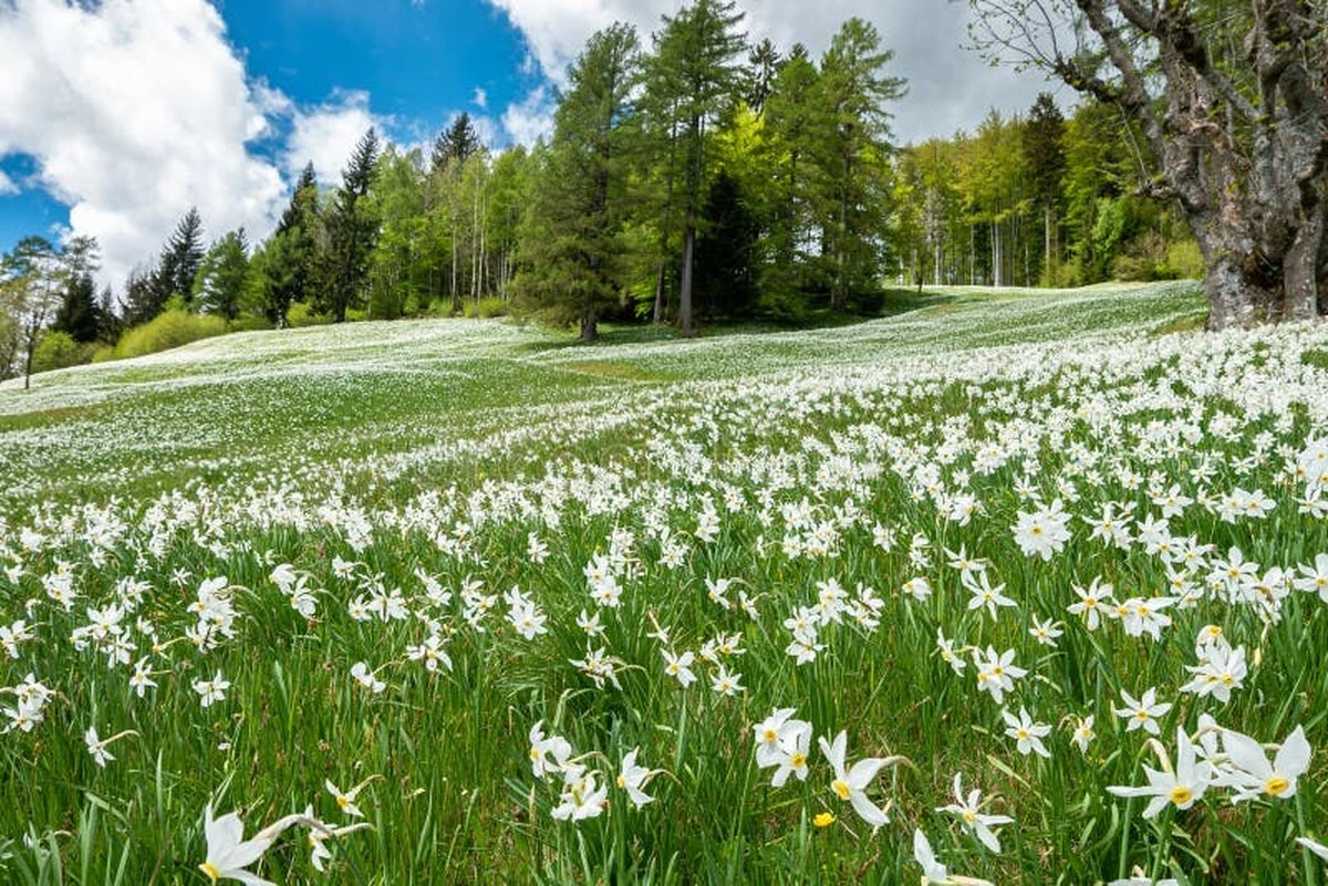 Dlaczego doświadczeni ogrodnicy zawsze odwiedzają Dorset na początku marca - image 1