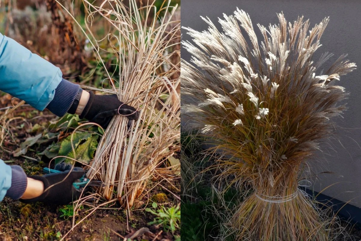 Dlaczego doświadczeni ogrodnicy nigdy nie ścinają traw ozdobnych przed końcem zimy - image 1