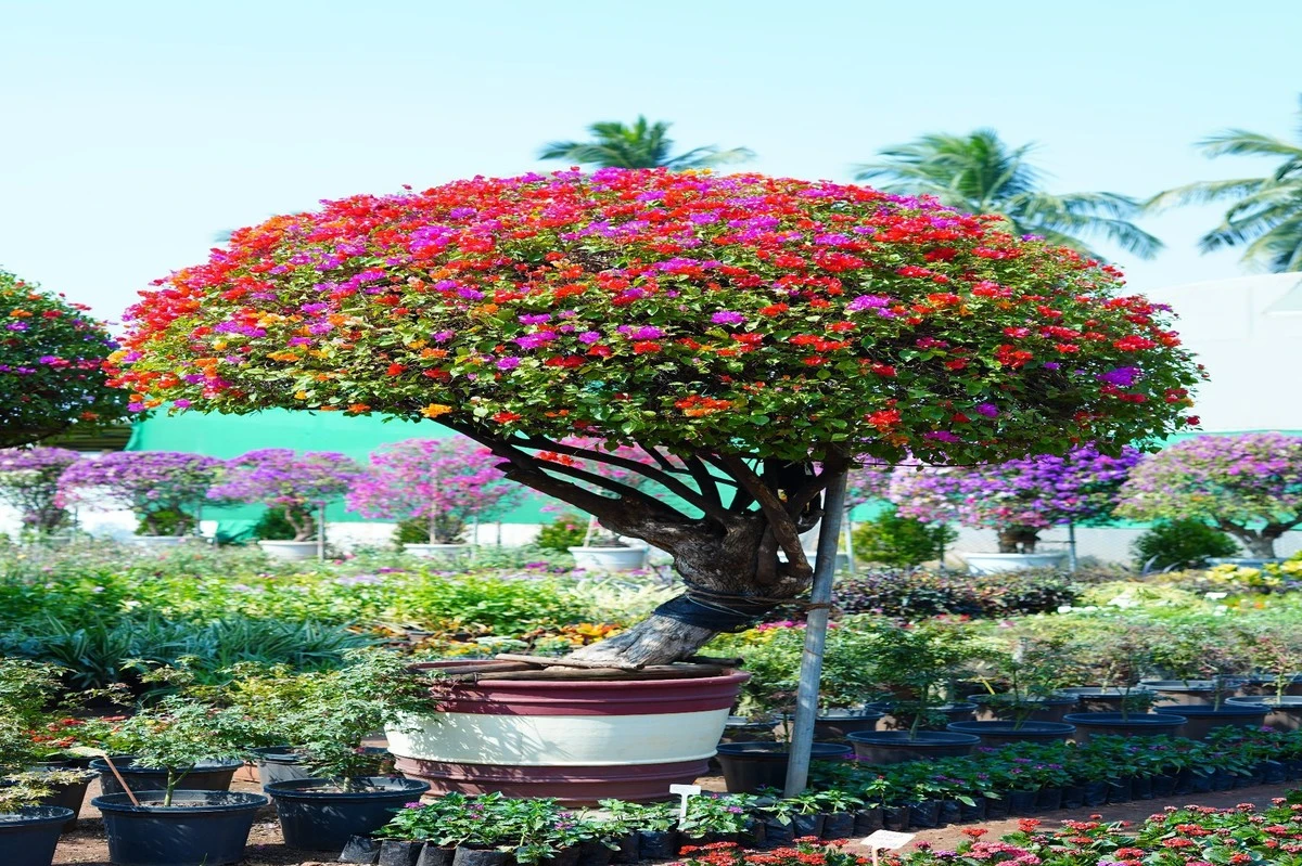 Dlaczego doświadczeni ogrodnicy szczepią trzy kolory bugenwilli na jednym pniu - image 1