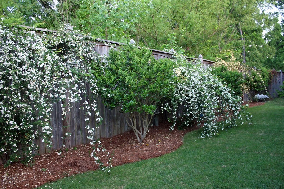 Dlaczego doświadczeni ogrodnicy sadzą różę Banksa zamiast bugenwilli - image 1