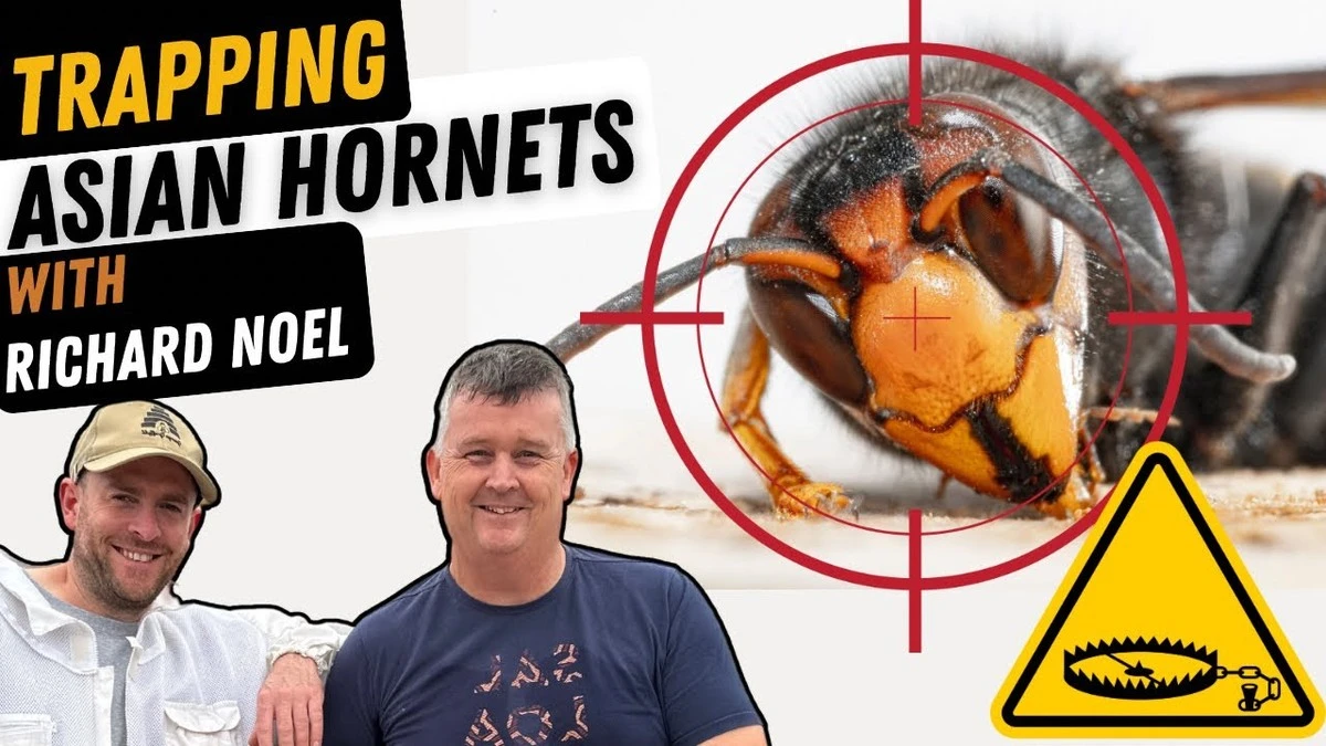 Dlaczego doświadczeni pszczelarze wieszają pułapkę z białym winem właśnie w marcu - image 1