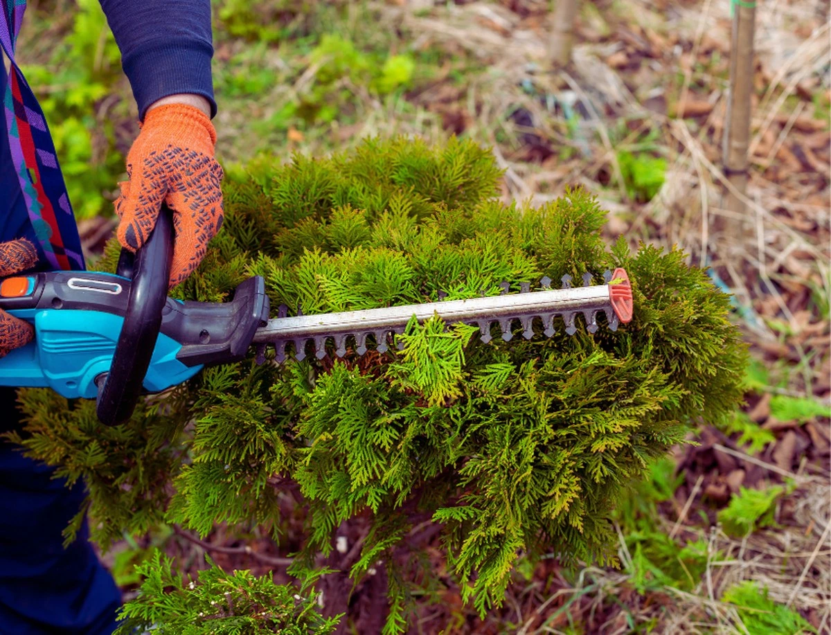 Dlaczego doświadczeni ogrodnicy usuwają tuje z ogrodów i co sadzą zamiast nich - image 1