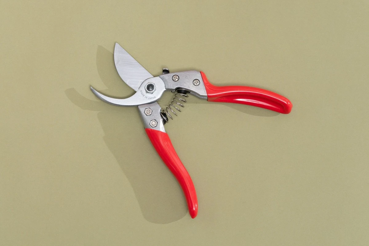 Dlaczego doświadczeni ogrodnicy tną te 5 roślin właśnie w marcu - image 1