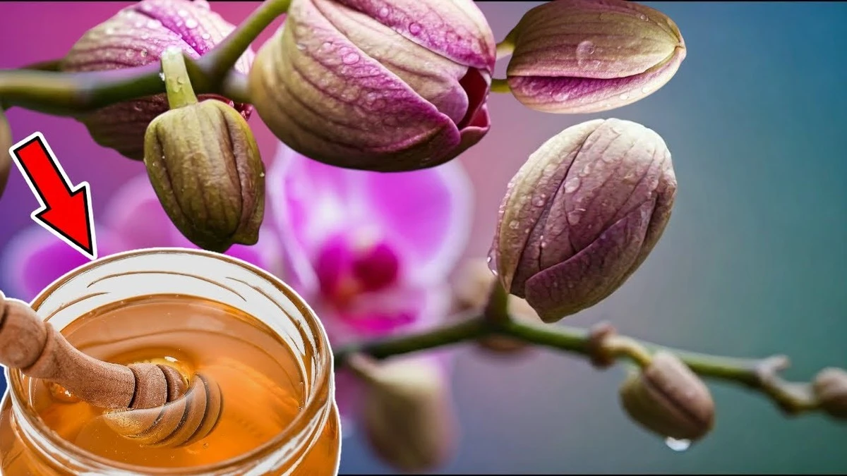 Dlaczego doświadczeni floryści dodają łyżkę miodu do wody dla storczyków - image 1