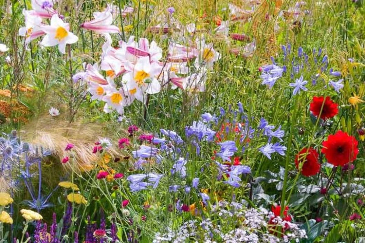 Dlaczego doświadczeni ogrodnicy sadzą gipsówkę zamiast wymagających róż - image 1