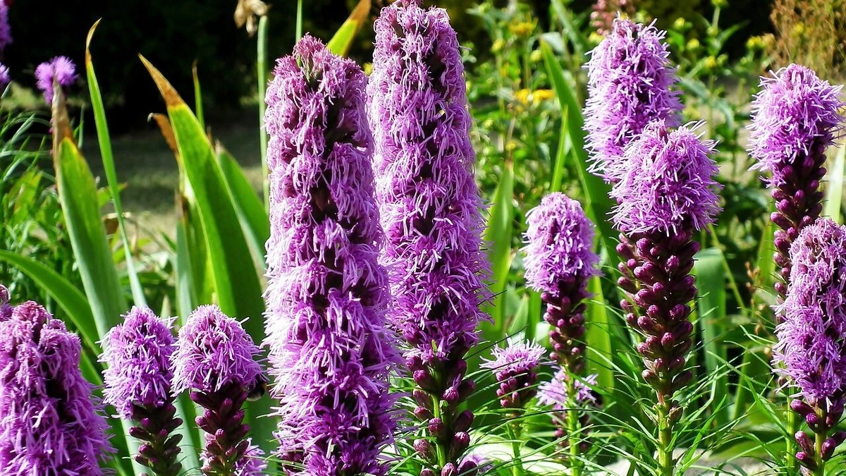 Dlaczego doświadczeni ogrodnicy wybierają te 11 roślin do trudnej gliniastej ziemi - image 1