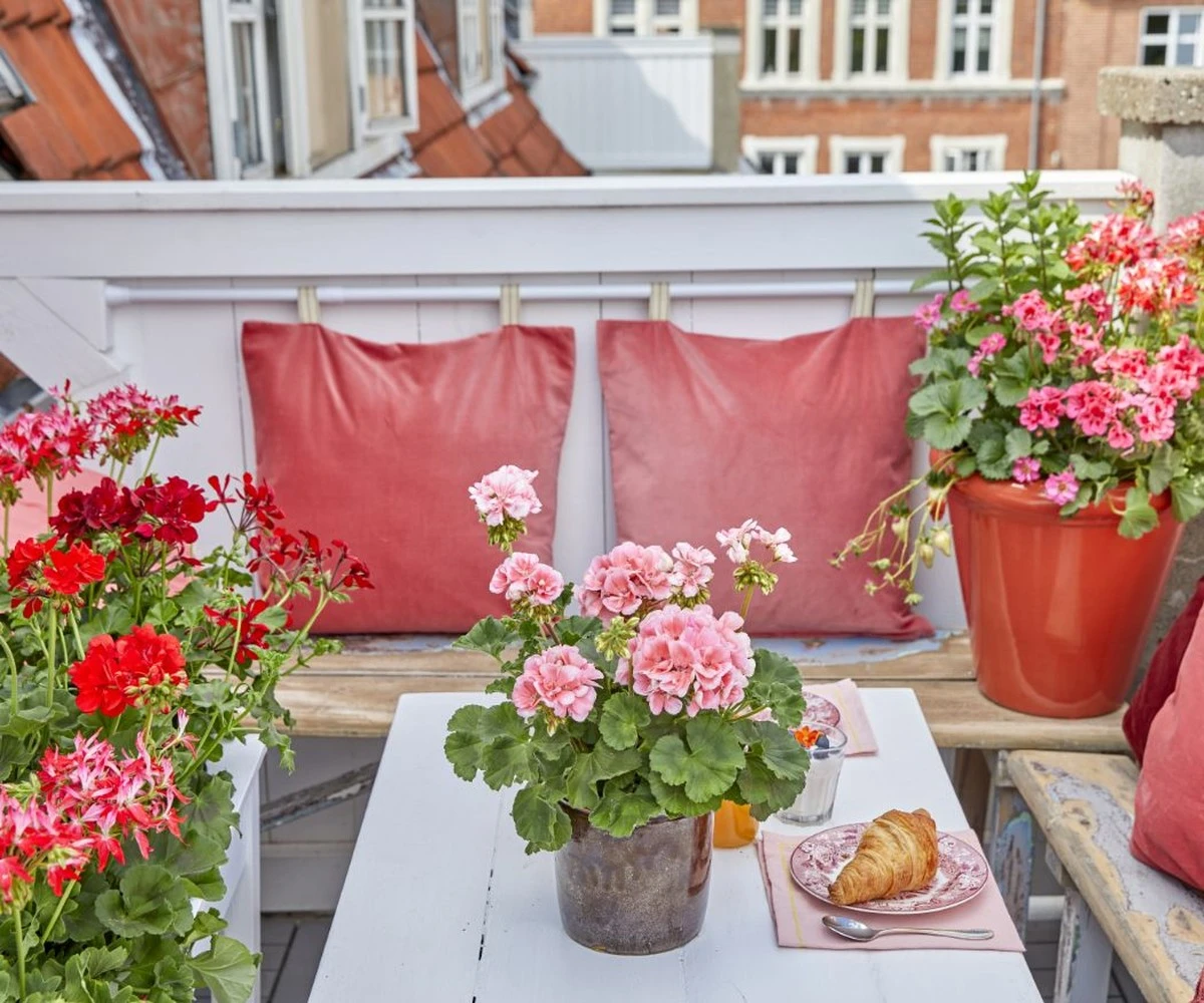 Dlaczego doświadczeni ogrodnicy wrzucają skórkę od banana do doniczki z pelargoniami - image 1