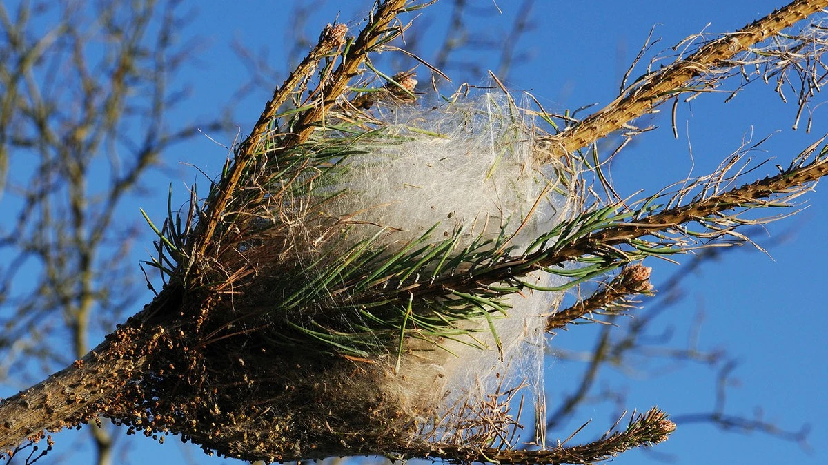 Dlaczego doświadczeni właściciele sosen wieszają teraz pułapki na pniach - image 1