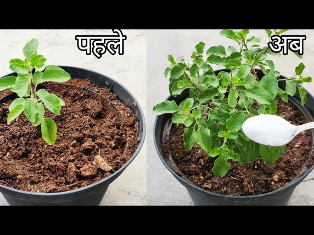 Dlaczego doświadczeni ogrodnicy wylewają wodę po ryżu do doniczki z bazylią azjatycką - image 1