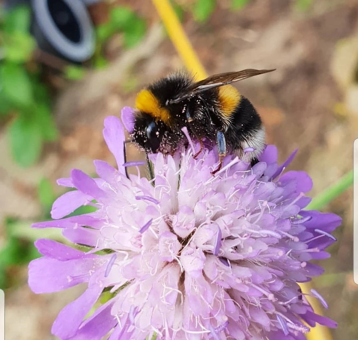 Dlaczego doświadczeni ogrodnicy sieją te 7 kwiatów właśnie w marcu - image 1