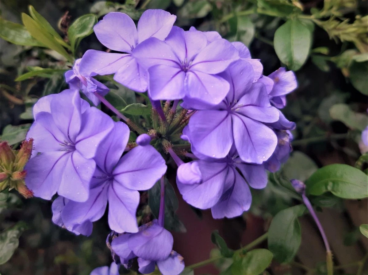 Dlaczego doświadczeni ogrodnicy sadzą ołownik uszkowaty przy południowych ścianach - image 1