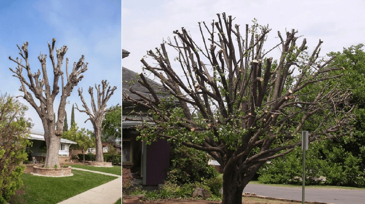 Dlaczego doświadczeni ogrodnicy omijają te 9 gatunków drzew z daleka - image 1