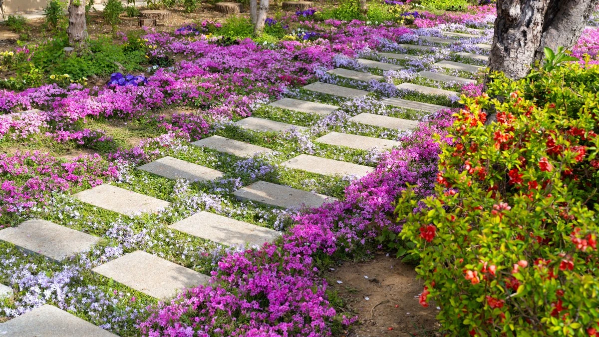 Dlaczego doświadczeni ogrodnicy sadzą macierzankę piaskową przed końcem miesiąca - image 1