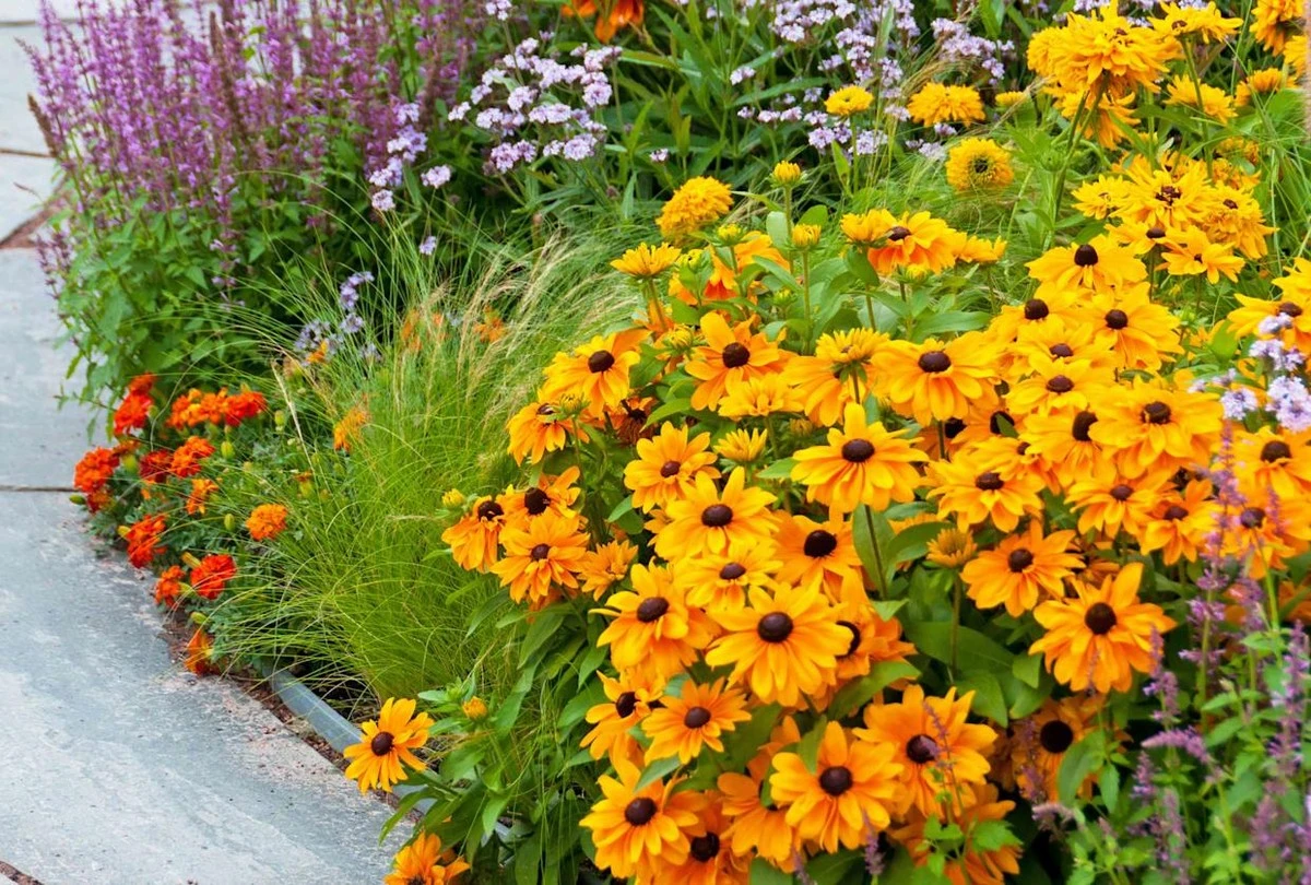 Dlaczego doświadczeni ogrodnicy sadzą floksy zamiast siać trawę przy ścieżkach - image 1