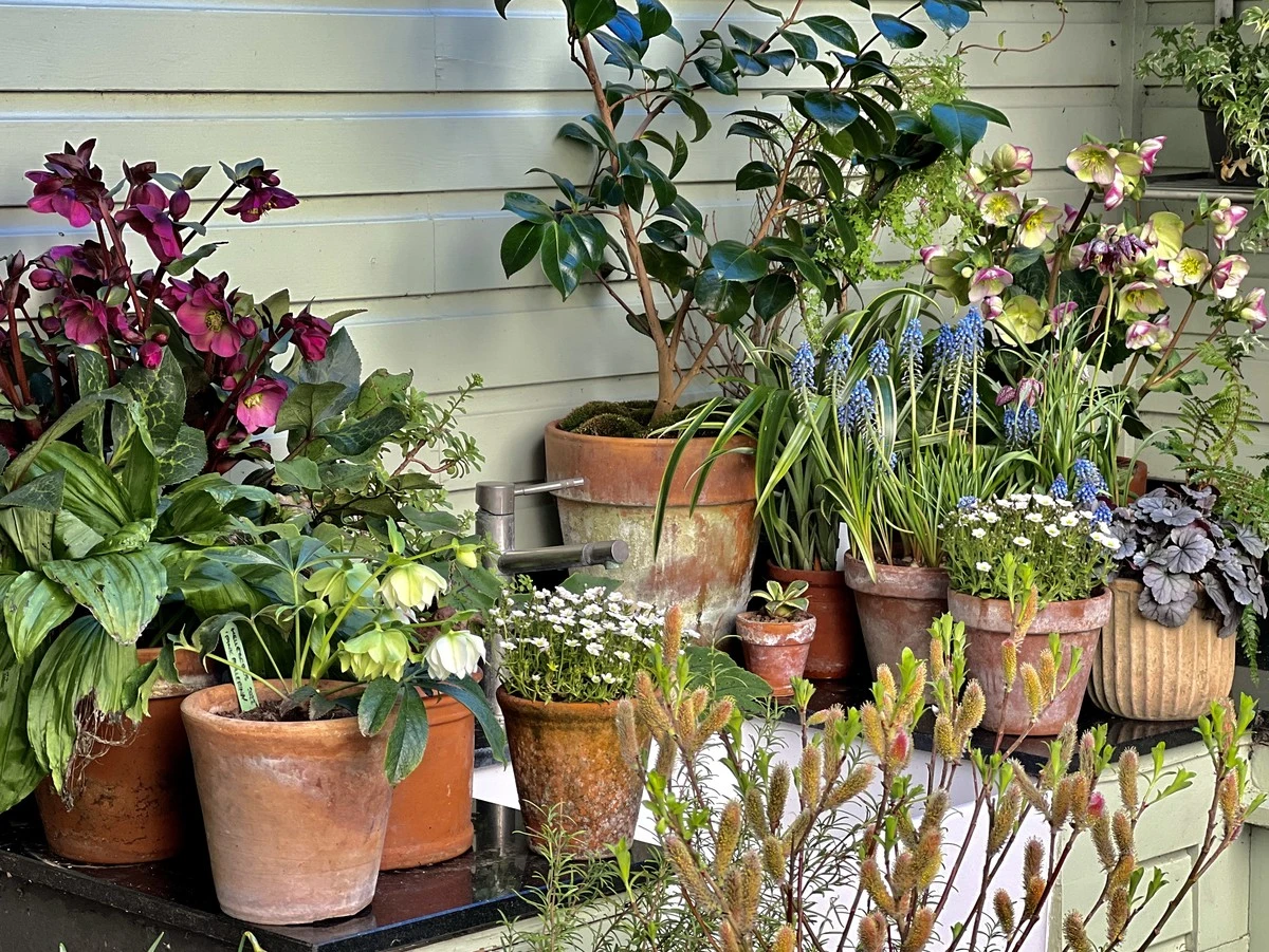 Dlaczego doświadczeni ogrodnicy omijają pelargonie w marcu, choć sklepy są ich pełne - image 1