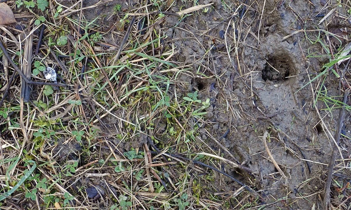 Dlaczego doświadczeni ogrodnicy cieszą się na widok dziur w trawniku - image 1