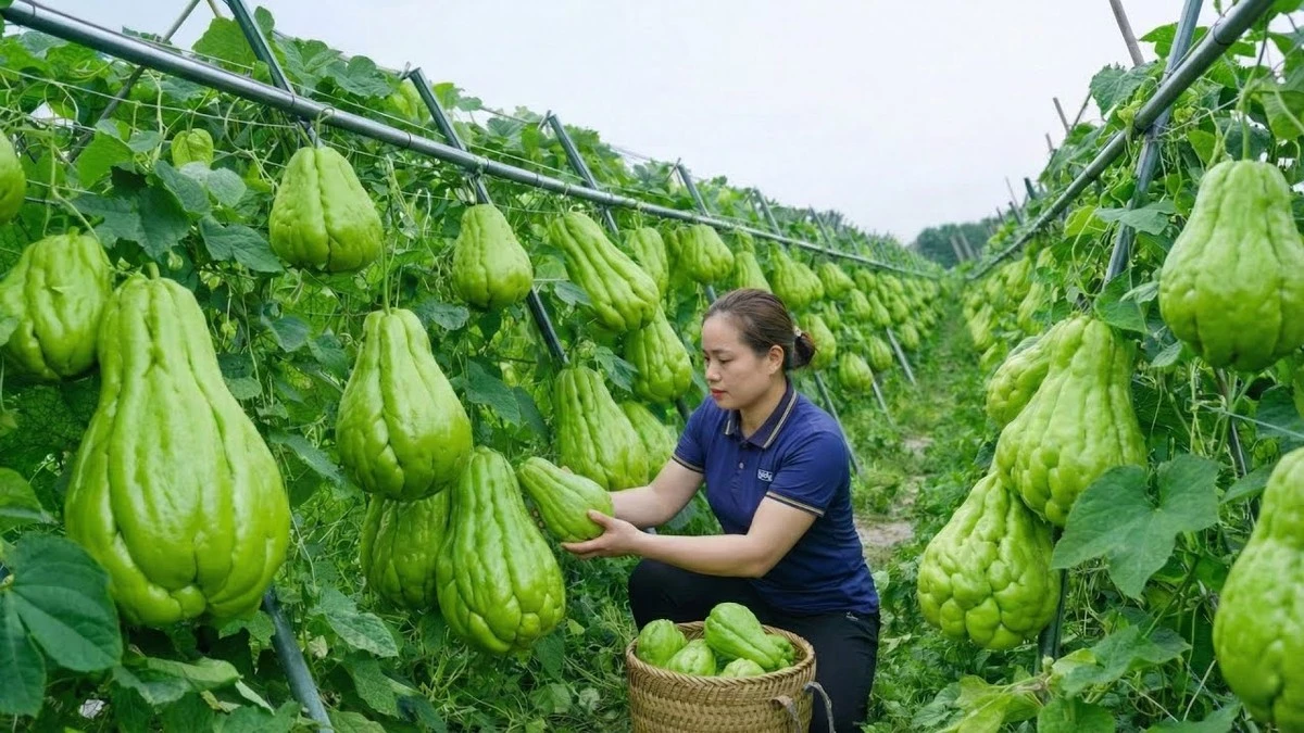 Dlaczego doświadczeni ogrodnicy sadzą ten meksykański owoc zamiast polskiej cukinii - image 1
