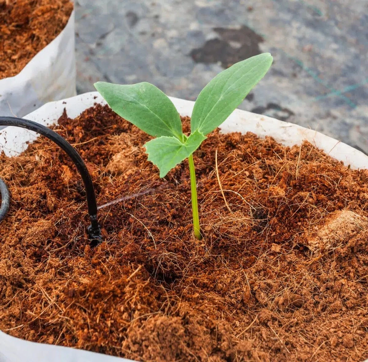 Dlaczego doświadczeni ogrodnicy zawsze wrzucają łupiny kokosa do doniczek - image 1