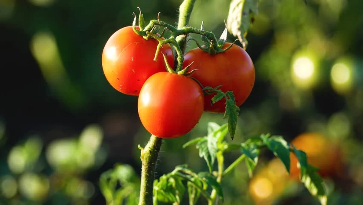 Dlaczego doświadczeni ogrodnicy rozpuszczają kostkę drożdży w wodzie z cukrem - image 1