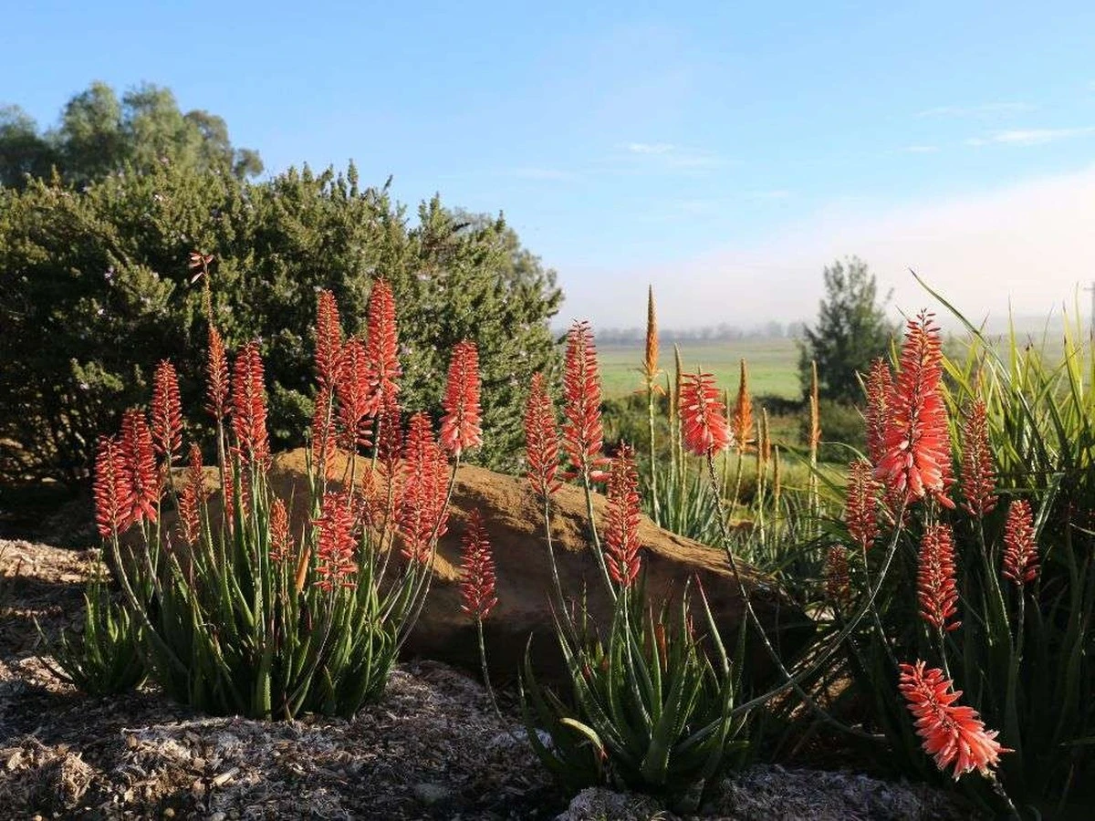 Dlaczego doświadczeni ogrodnicy wybierają te 7 roślin, których prawie nie trzeba podlewać - image 1
