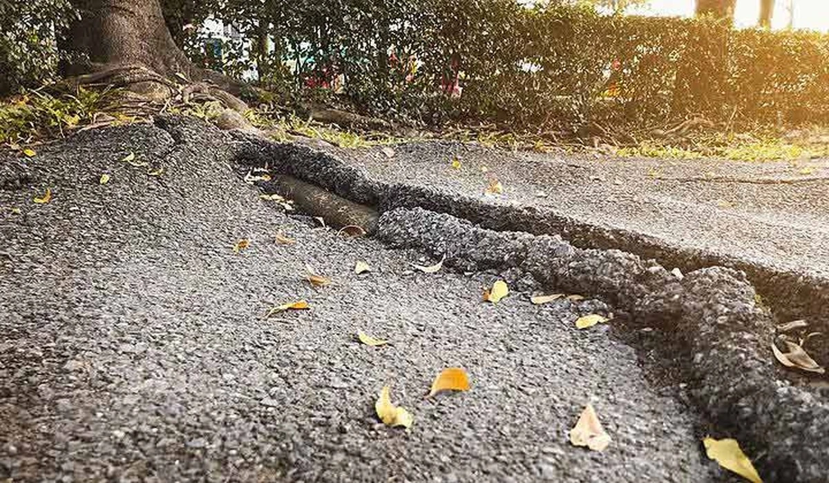 Dlaczego doświadczeni ogrodnicy nigdy nie sadzą tych 10 drzew przy podjeździe - image 1