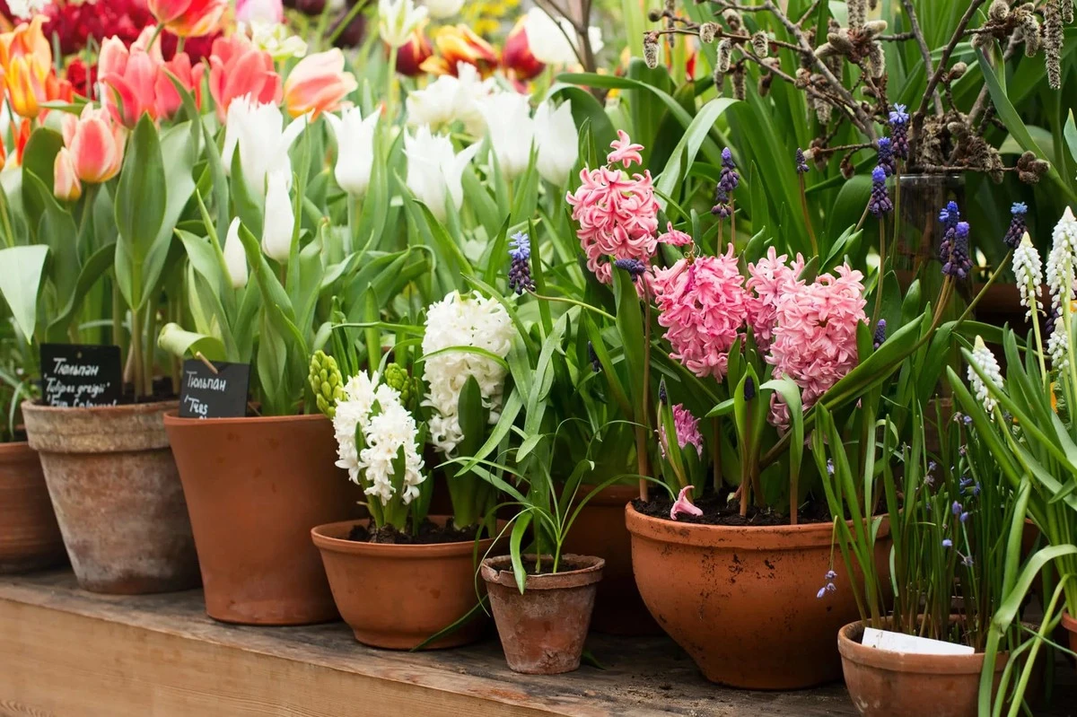 Dlaczego doświadczeni ogrodnicy zawsze ściskają garść ziemi przed sadzeniem kwiatów - image 1
