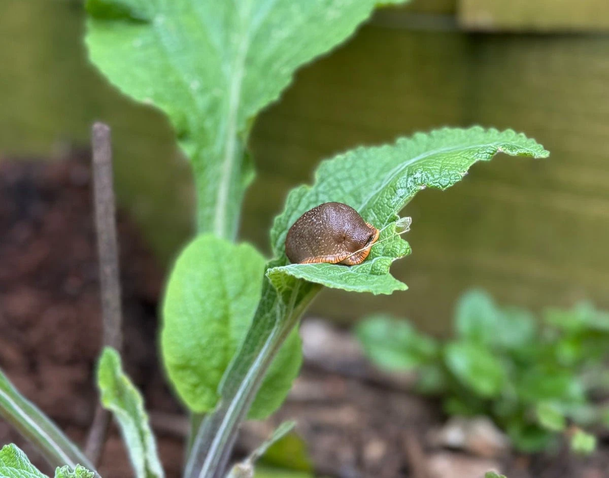 Dlaczego doświadczeni ogrodnicy sadzą czosnek obok sałaty i truskawek - image 1