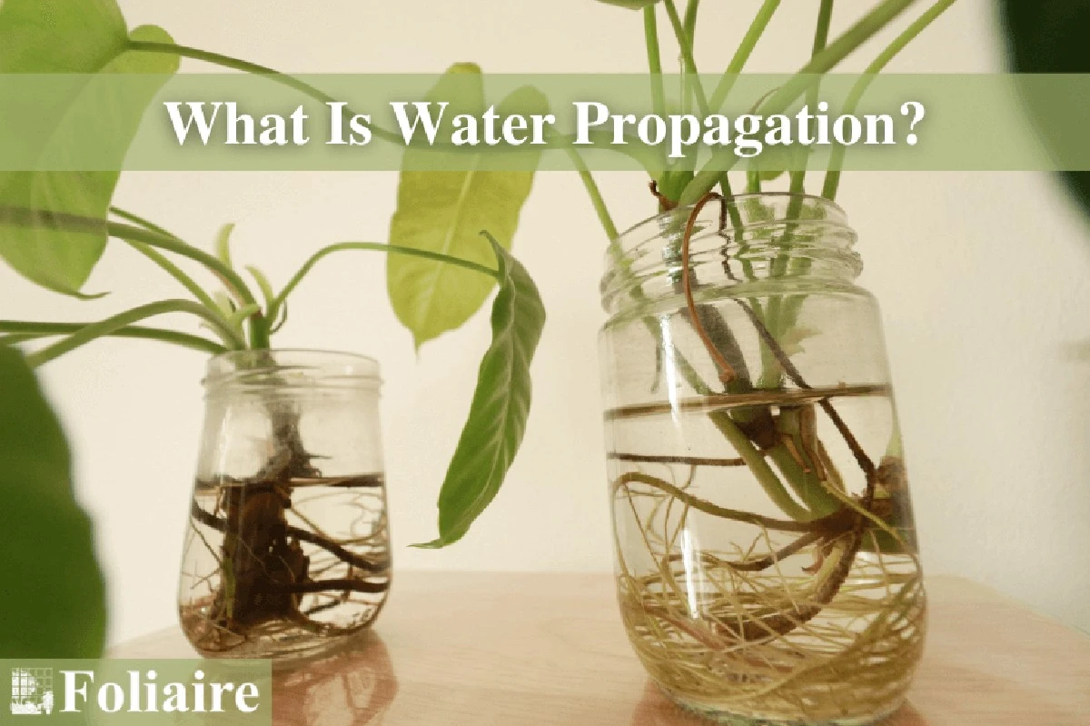 Dlaczego doświadczeni ogrodnicy coraz częściej rezygnują z doniczek z ziemią - image 1