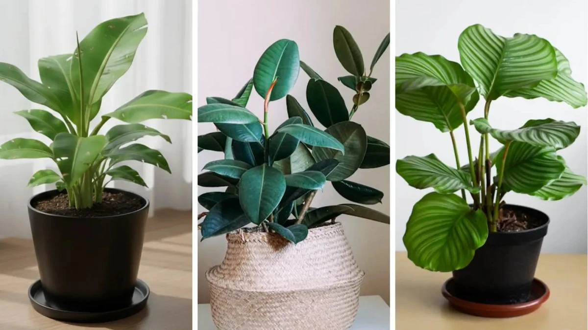 Dlaczego doświadczeni projektanci zawsze stawiają te cztery rośliny na tarasie - image 1