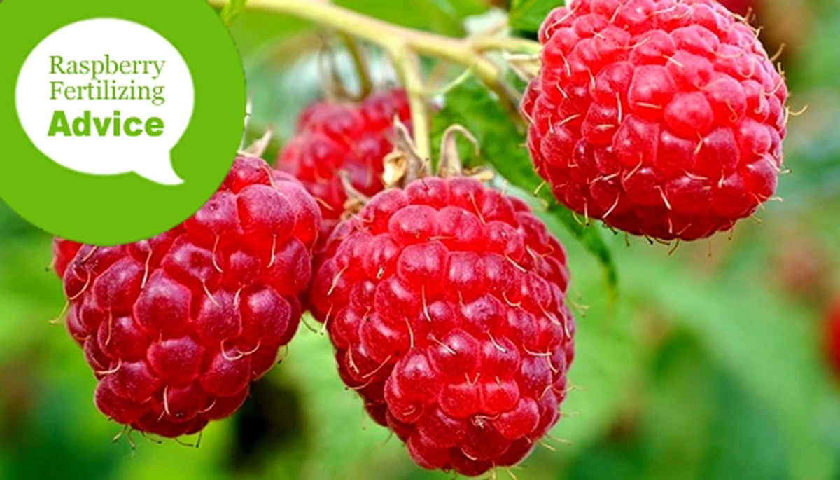 Dlaczego doświadczeni ogrodnicy wysypują fusy z kawy pod krzewy malin - image 1