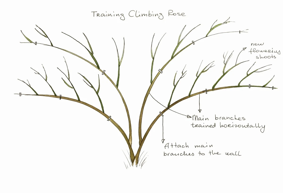 Dlaczego doświadczeni ogrodnicy czekają z przycinaniem róż do kwitnienia forsycji - image 1