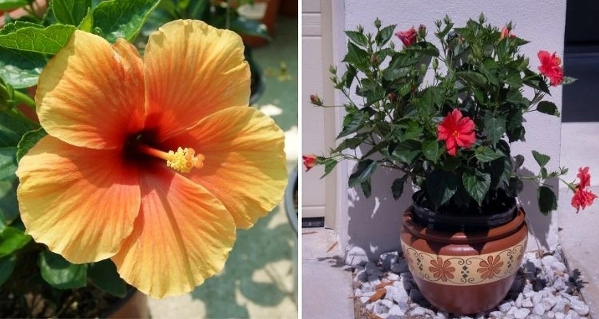 Dlaczego doświadczeni ogrodnicy w marcu podlewają hibiskus roztworem z gorczycy - image 1