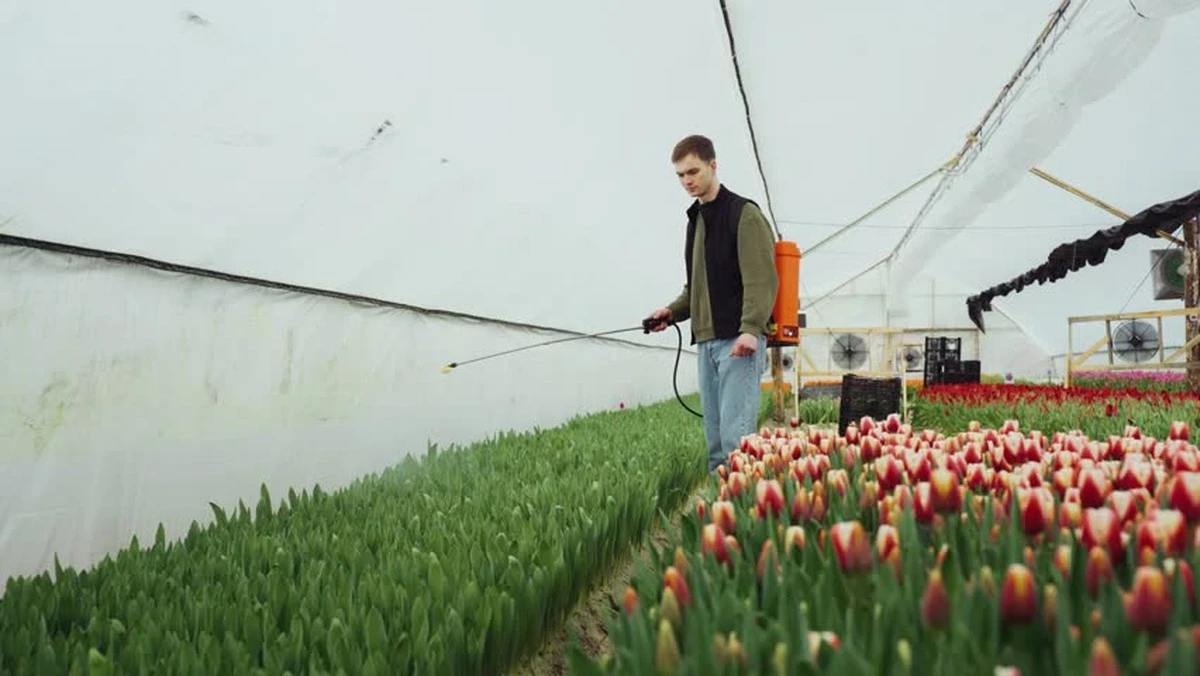 Dlaczego doświadczeni ogrodnicy wrzucają kostki lodu do wazonu z tulipanami - image 1