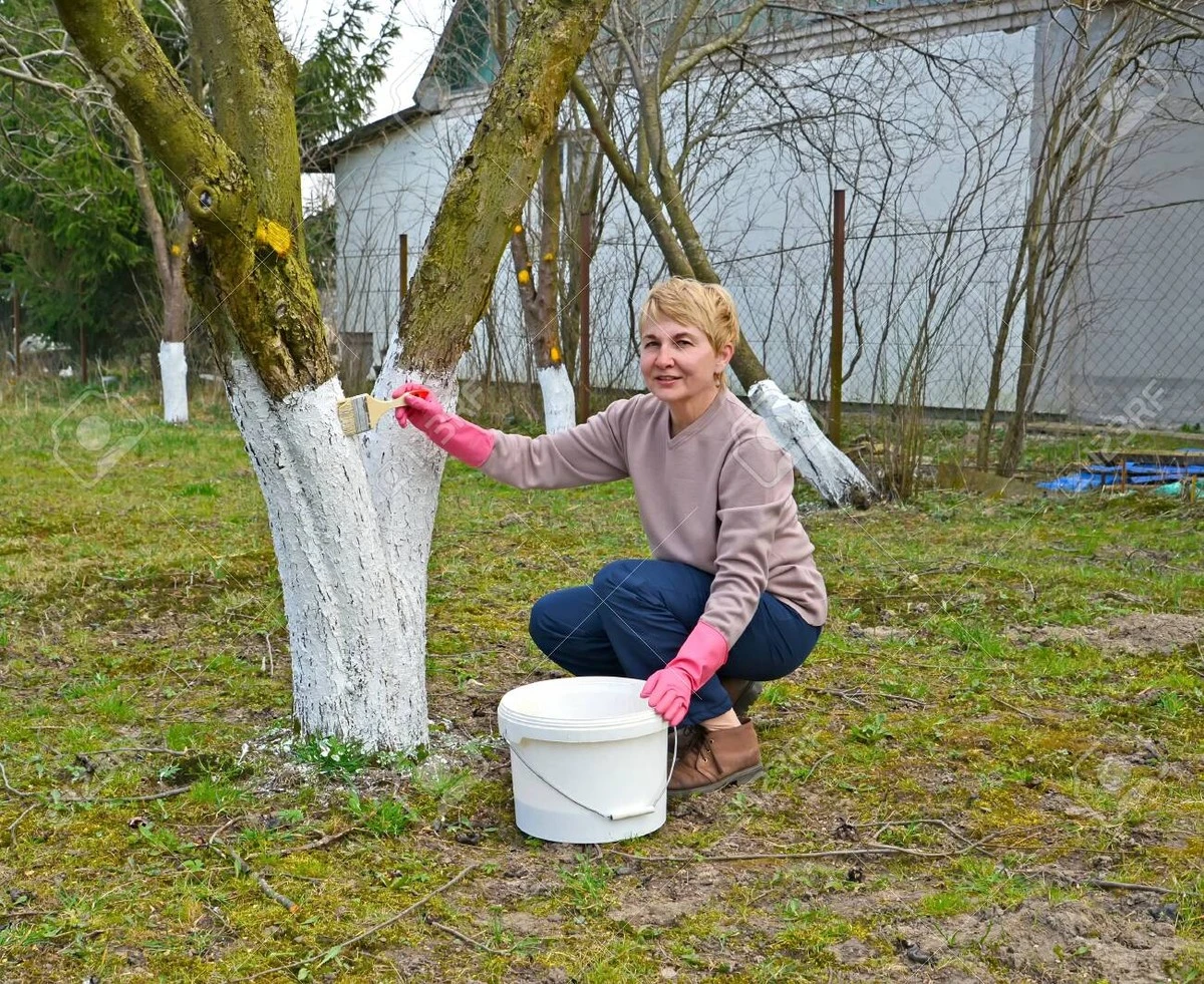 Dlaczego doświadczeni sadownicy malują pnie drzew na biało właśnie w marcu - image 1