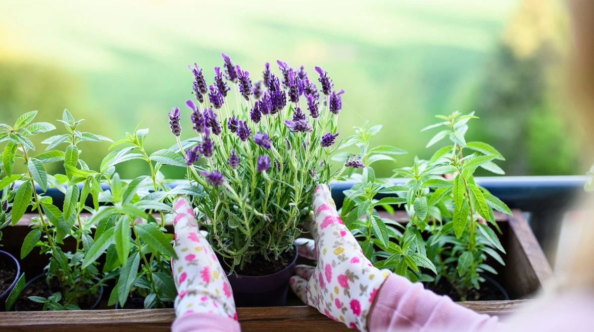 Dlaczego doświadczeni ogrodnicy wrzucają pokruszone skorupki jaj pod lawendę - image 1