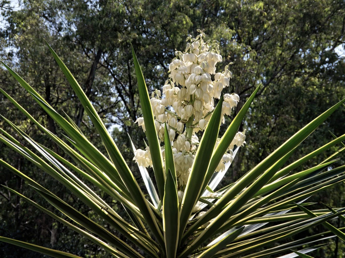 Dlaczego juka ogrodowa marnieje po zimie? Zrób te dwie rzeczy w marcu - image 1