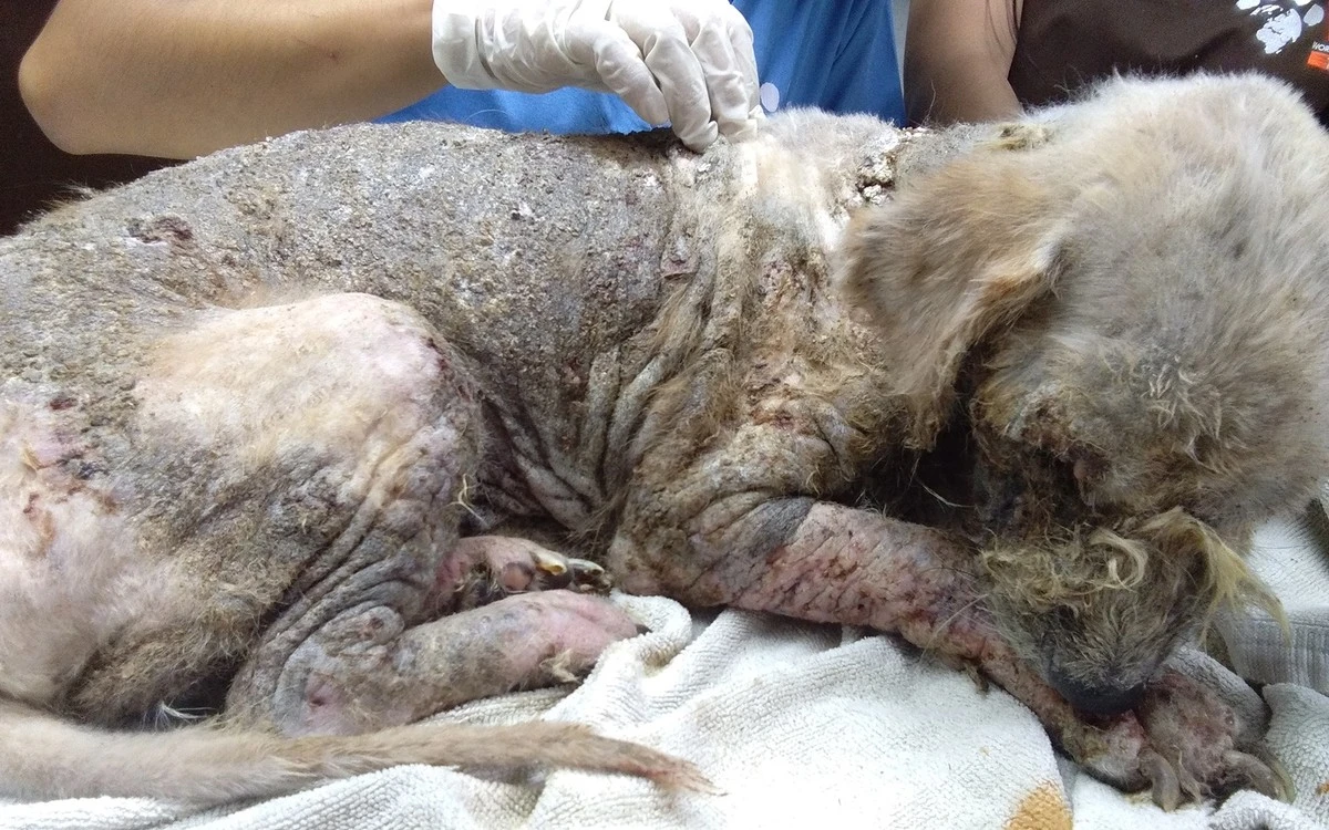 Dlaczego mieszkańcy Suryapet boją się wychodzić z domów po zmroku - image 1