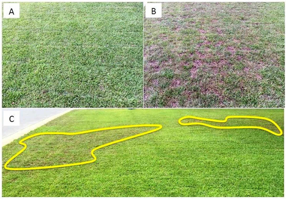 Dlaczego mniszki i tak wyrosły? Jeden błąd, przez który herbicydy w ogóle nie działają - image 1