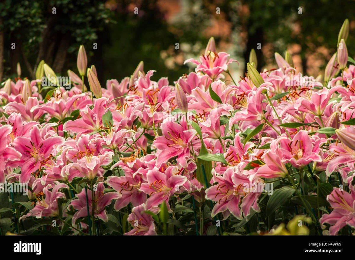 Dlaczego młodzi ogrodnicy nagle pokochali lilie - image 1